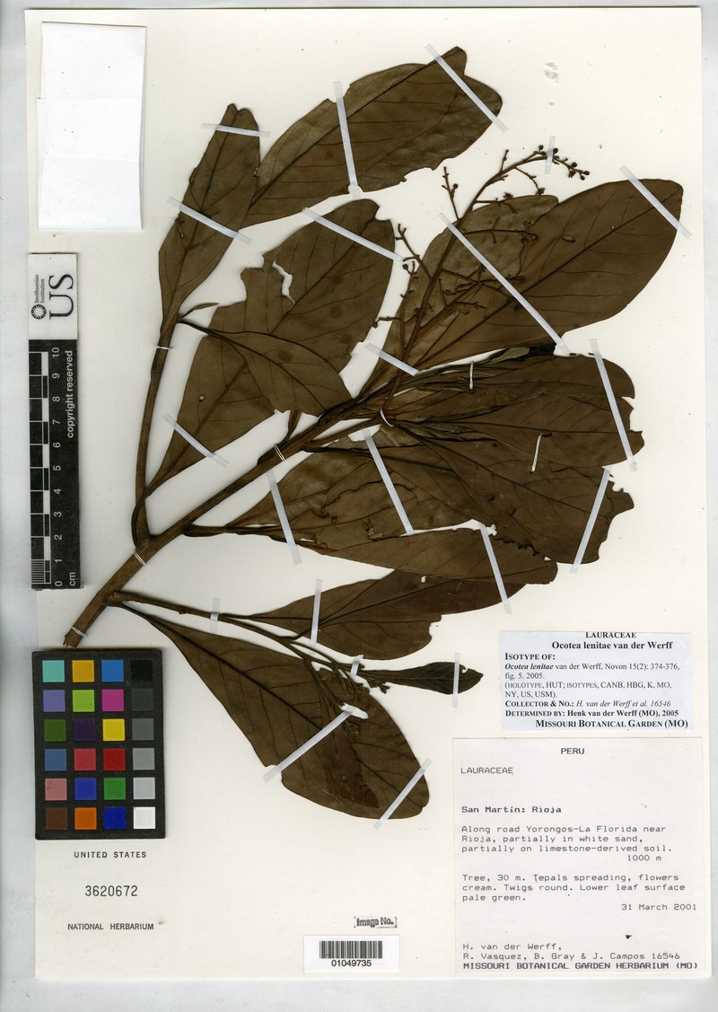 Ocotea lenitae