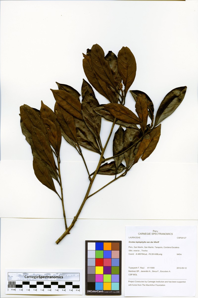 Ocotea leptophylla photo 2