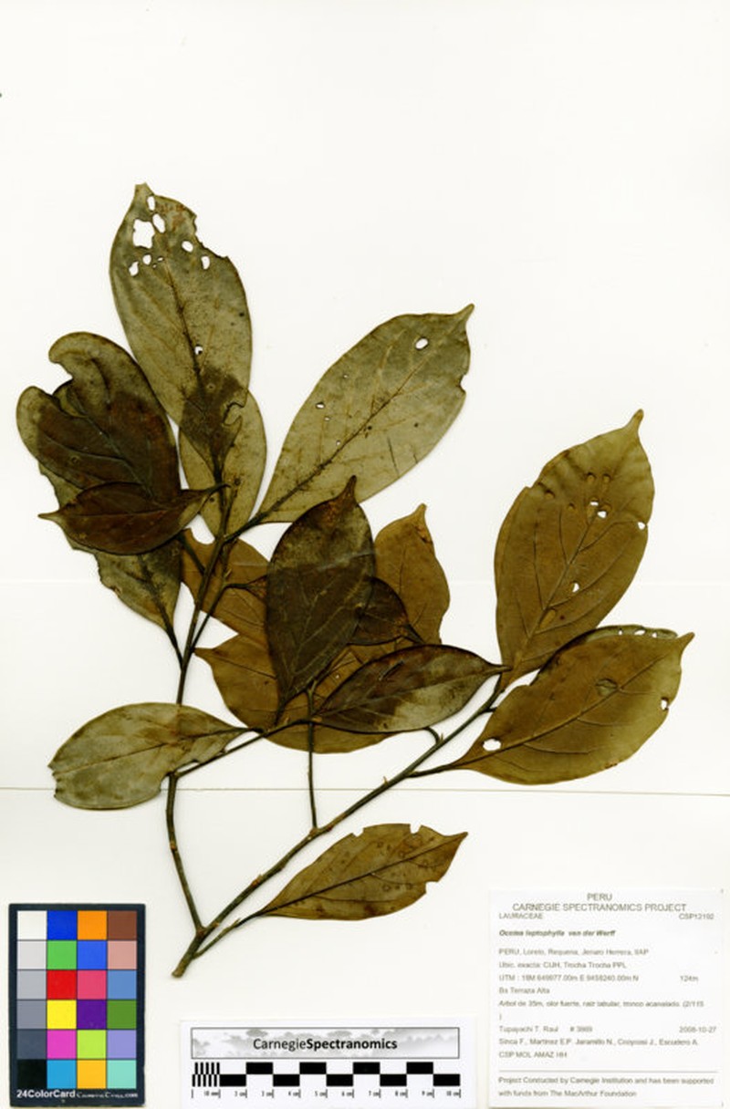 Ocotea leptophylla photo 3