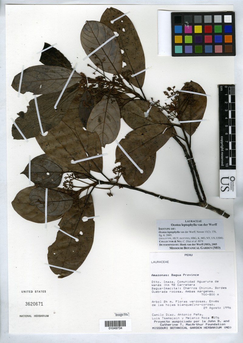Ocotea leptophylla