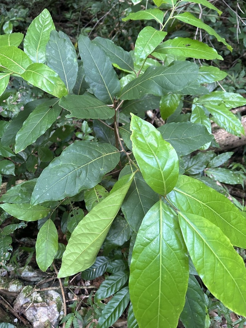 Loblolly Sweetwood photo 4