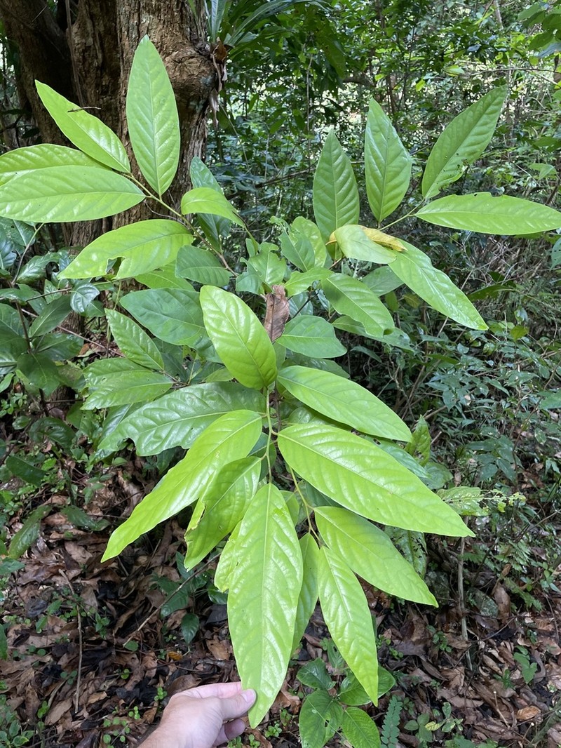 Loblolly Sweetwood photo 5