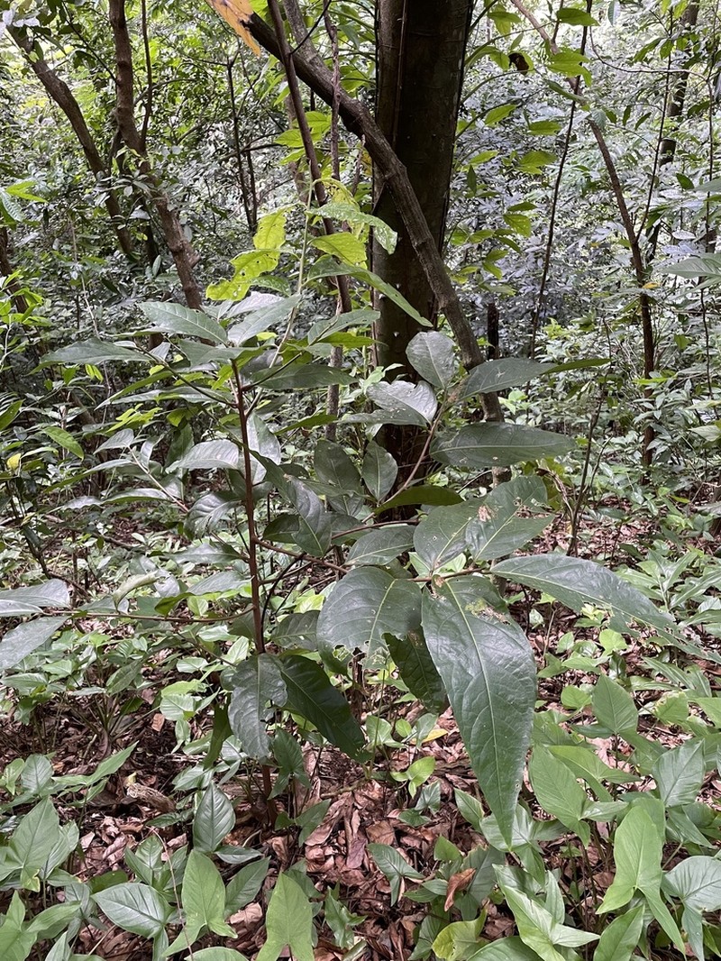 Loblolly Sweetwood photo 7