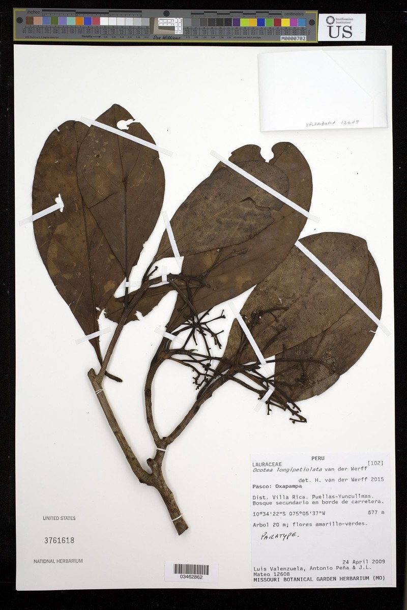 Ocotea longipetiolata