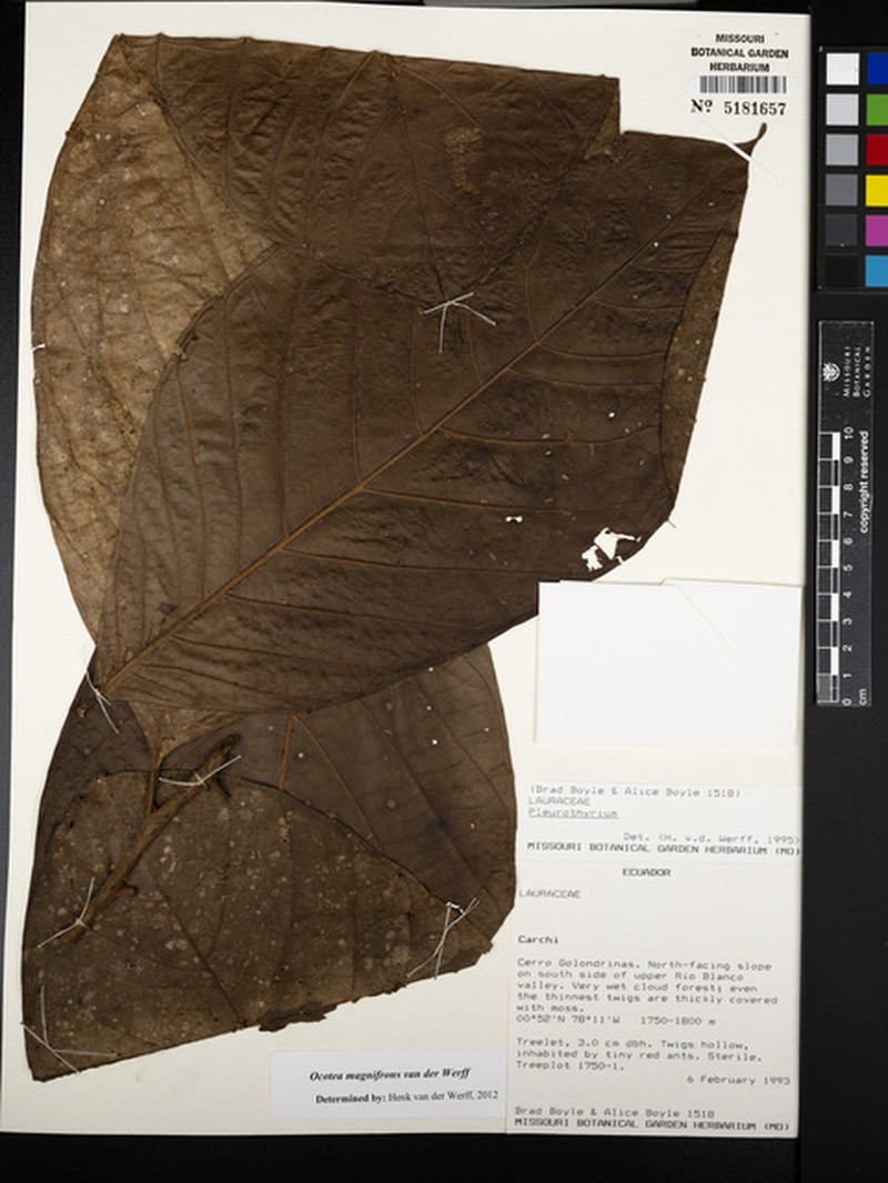 Ocotea magnifrons