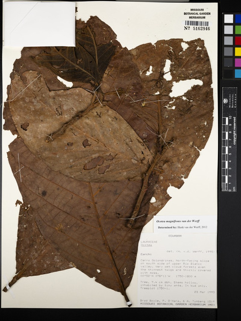 Ocotea magnifrons photo 2