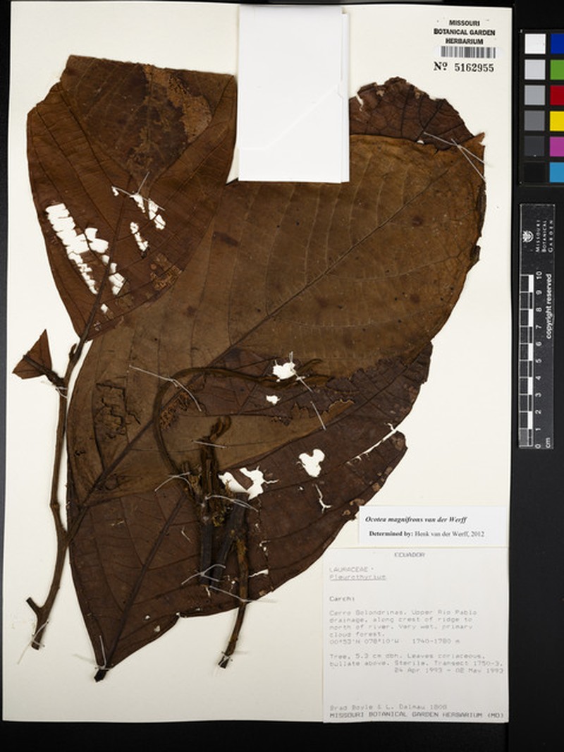 Ocotea magnifrons photo 3