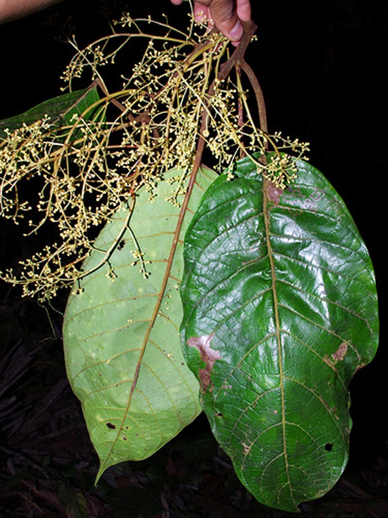 Ocotea megistophylla