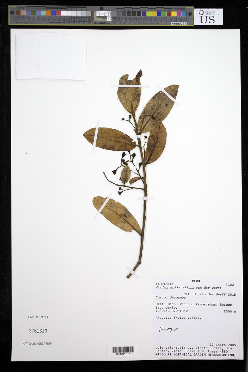 Ocotea mollivillosa