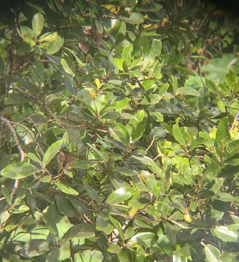 Nemoca photo 2