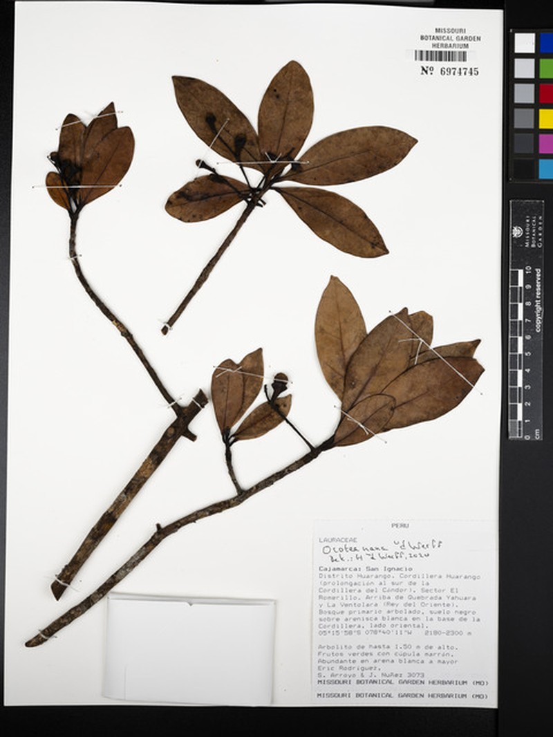 Ocotea nana