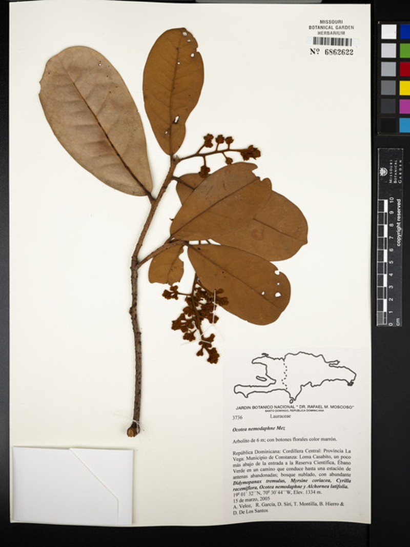 Laurel Sassafras