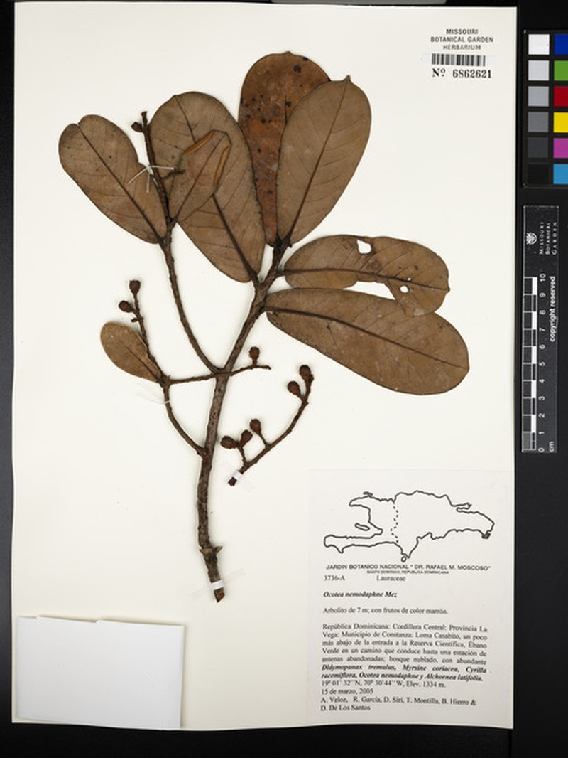 Laurel Sassafras photo 2