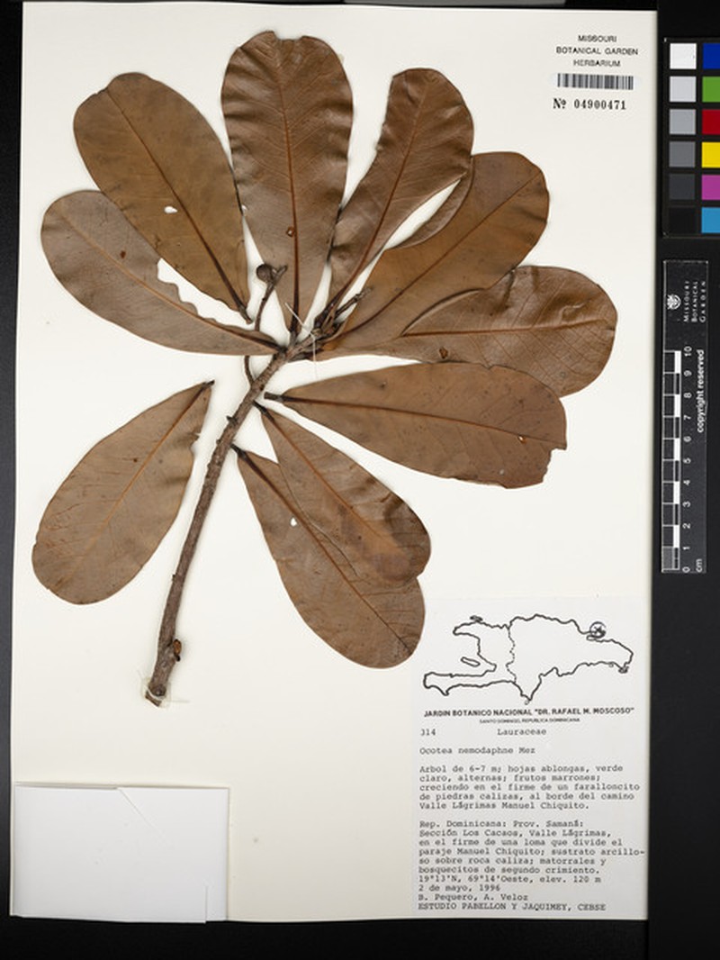 Laurel Sassafras photo 3