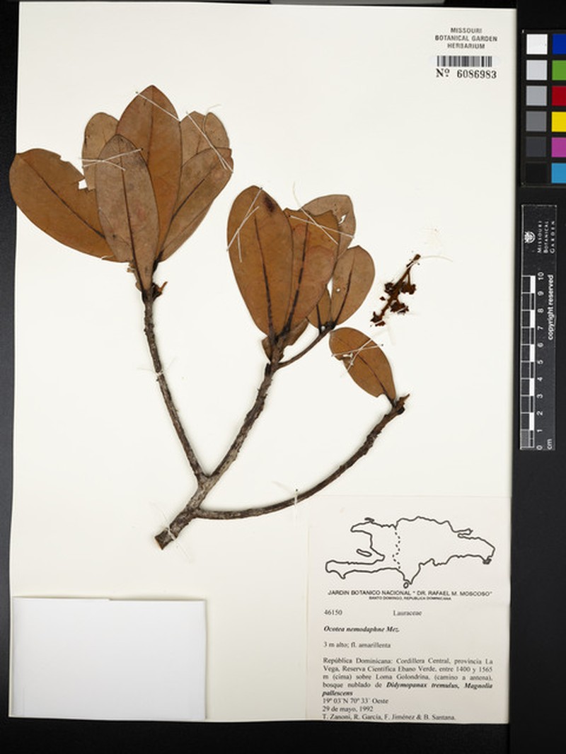 Laurel Sassafras photo 4