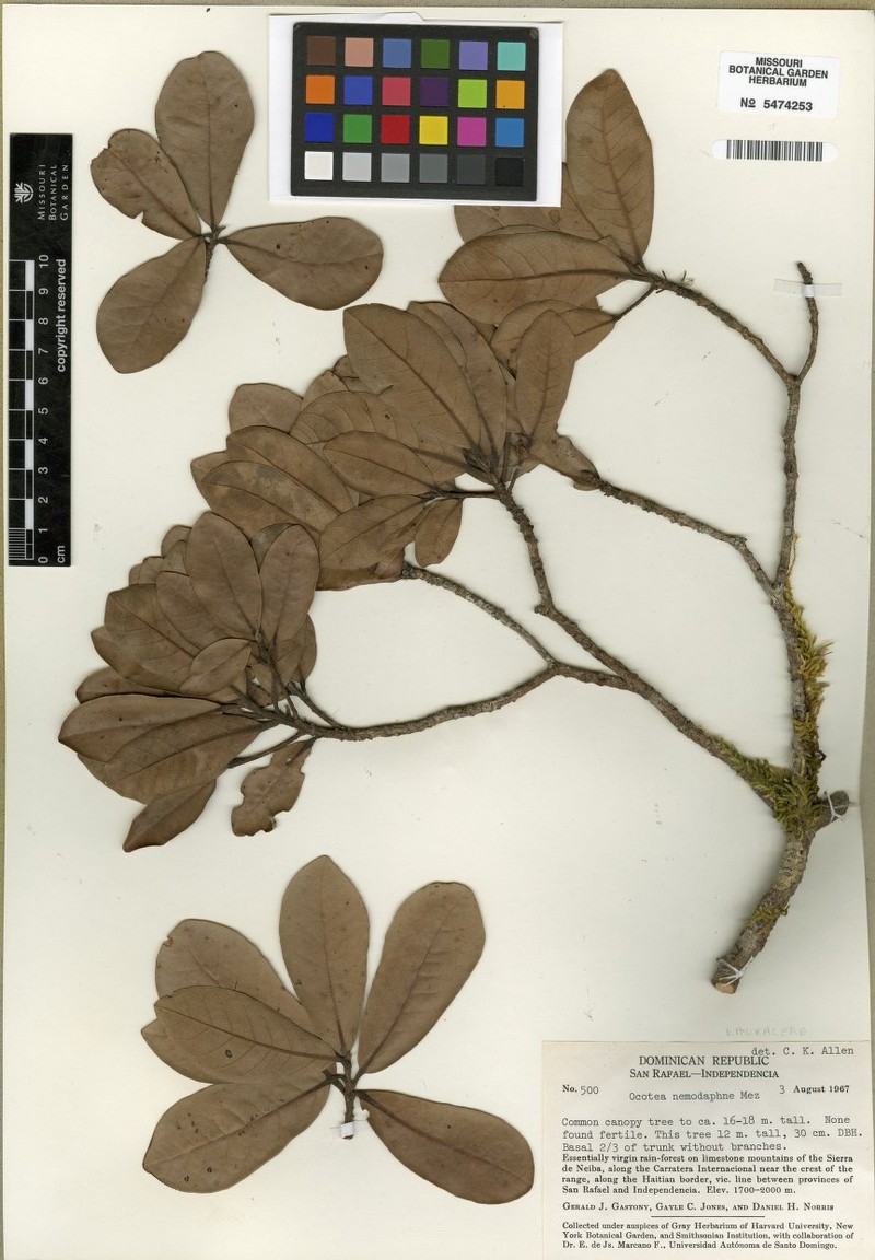 Laurel Sassafras photo 5