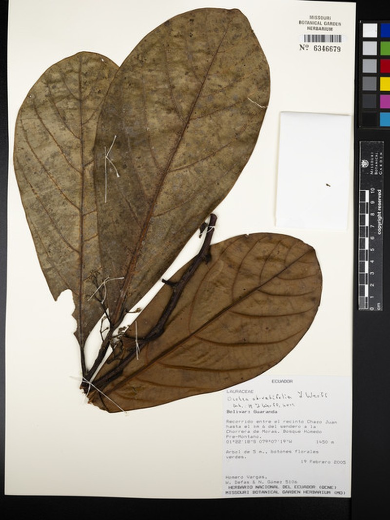 Ocotea obovatifolia