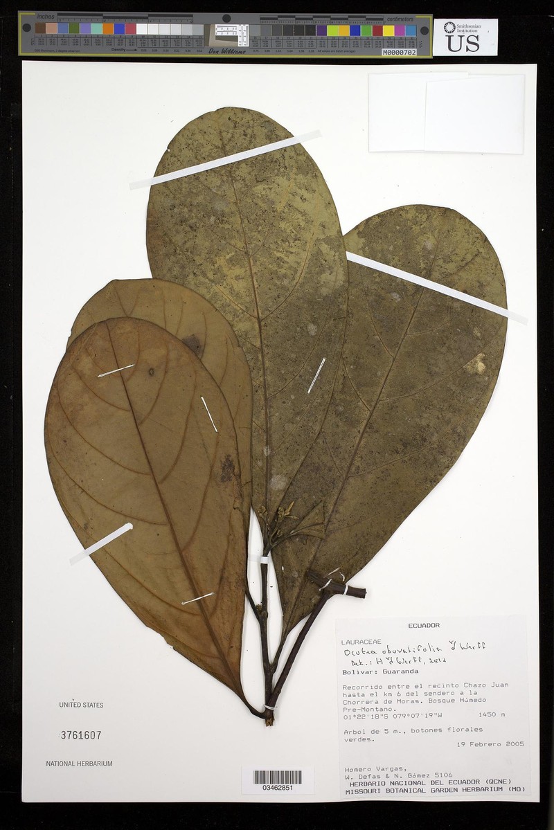 Ocotea obovatifolia photo 2