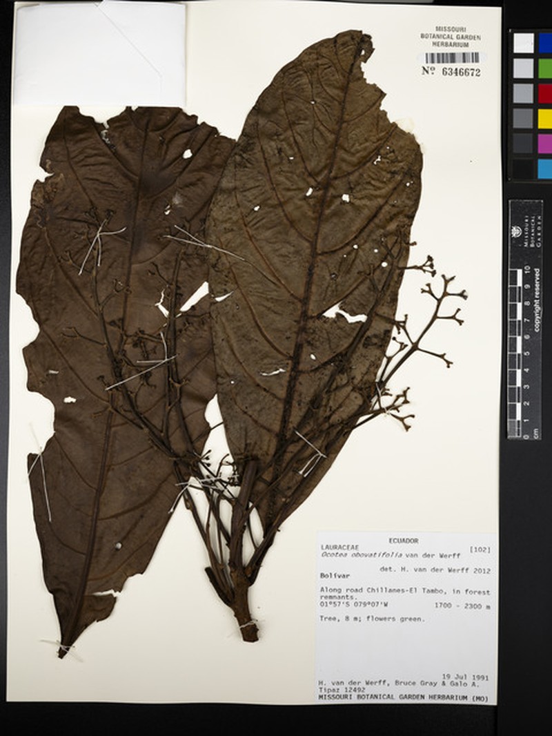 Ocotea obovatifolia photo 3