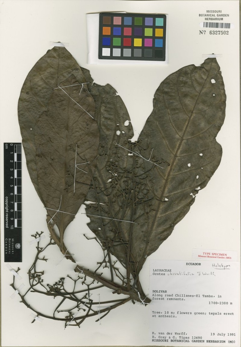 Ocotea obovatifolia photo 4