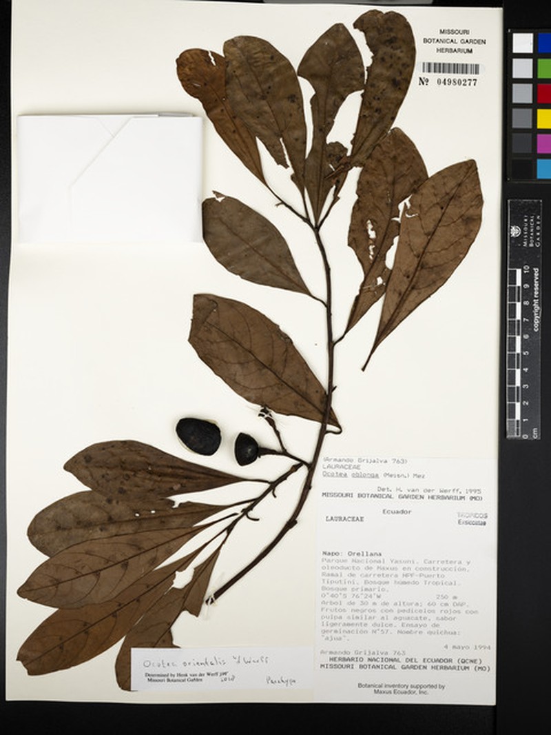 Ocotea orientalis