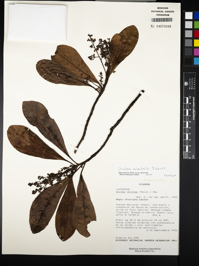 Ocotea orientalis photo 2