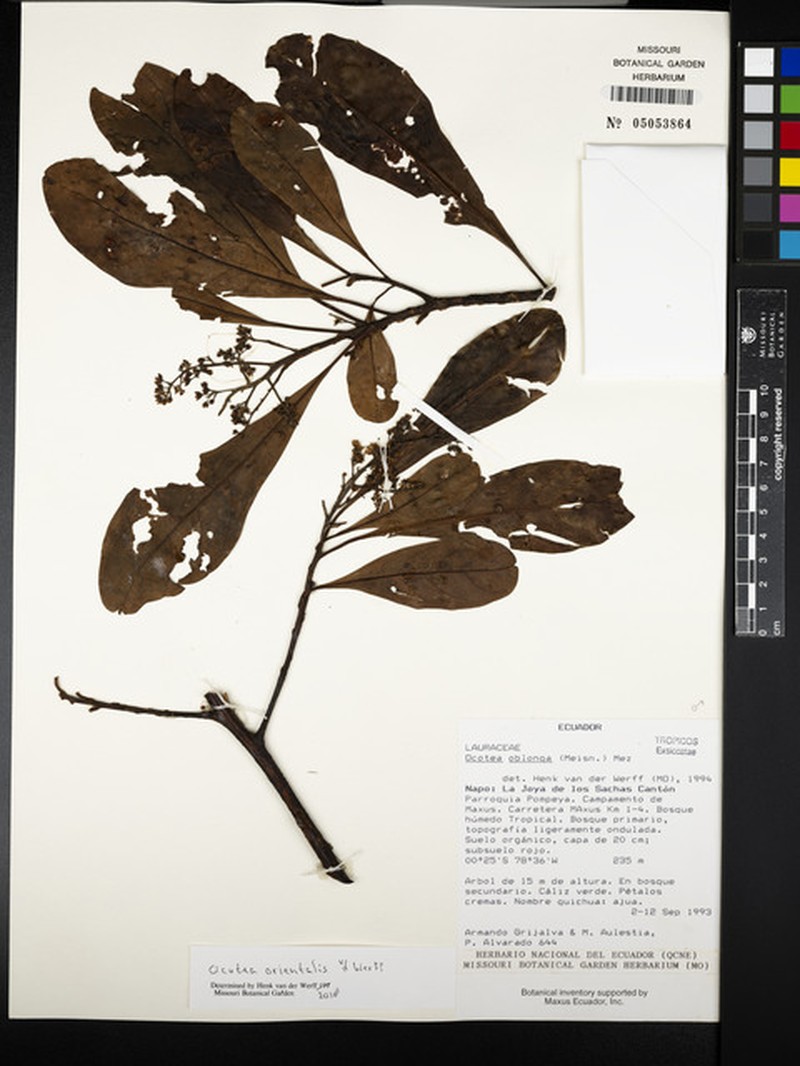 Ocotea orientalis photo 3