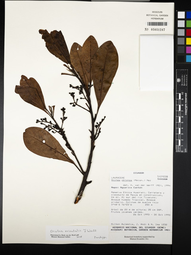 Ocotea orientalis photo 4