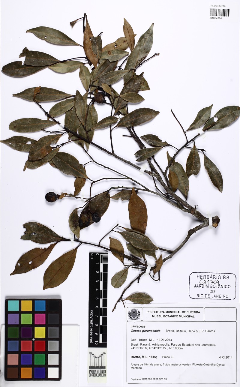 Ocotea paranaensis