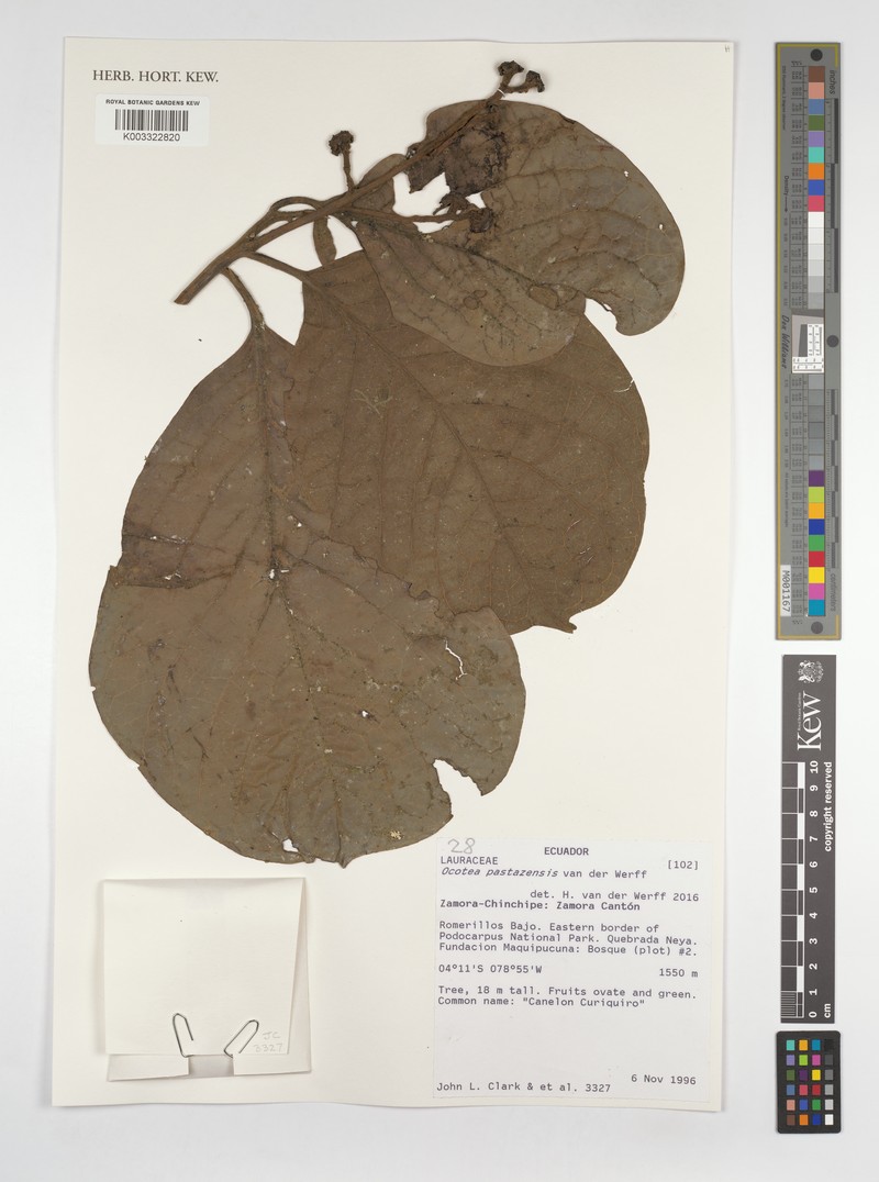 Ocotea pastazensis