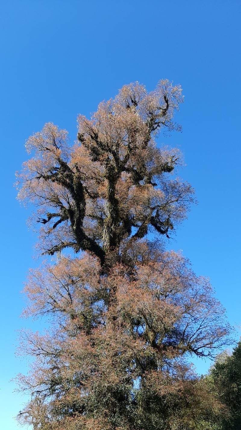 Ocotea porphyria