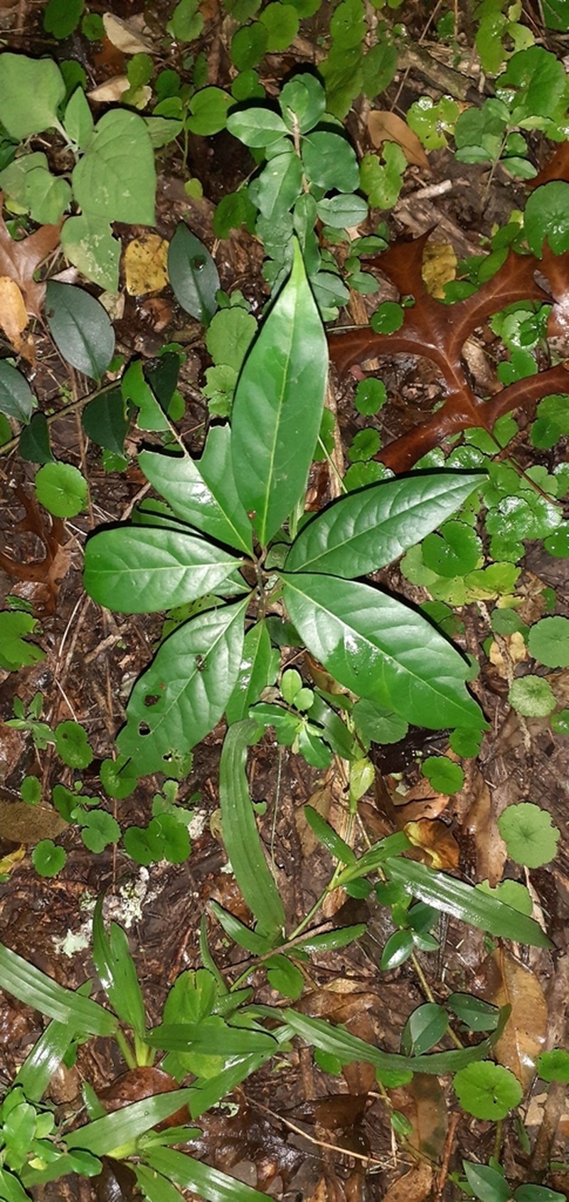 Ocotea porphyria photo 2