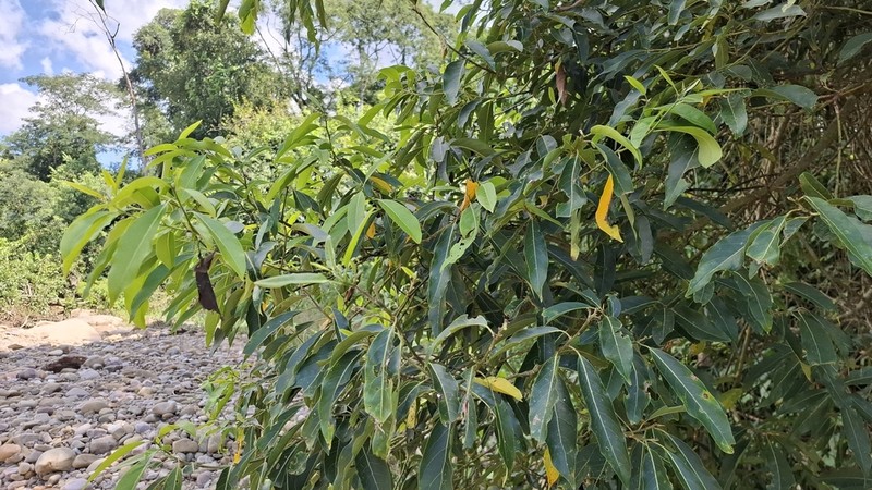 Ocotea porphyria photo 3