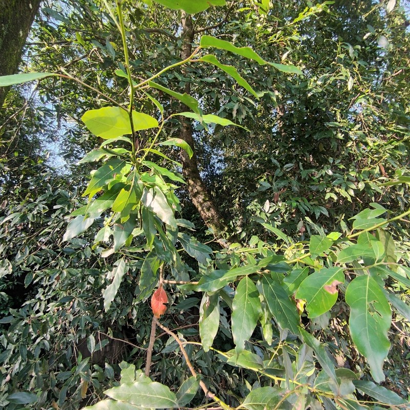 Ocotea porphyria photo 4