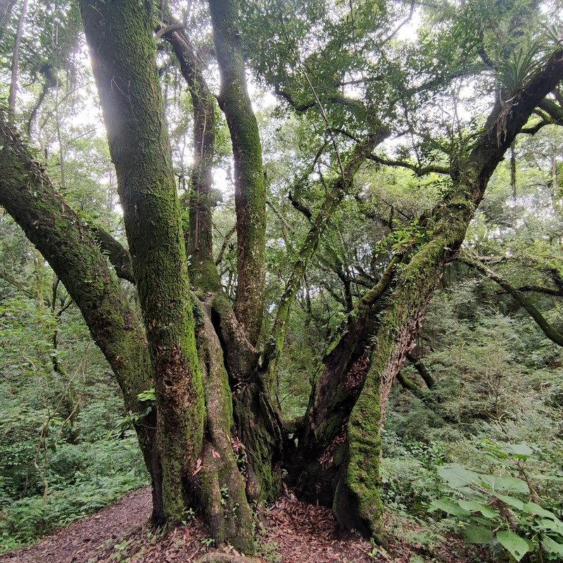Ocotea porphyria photo 5