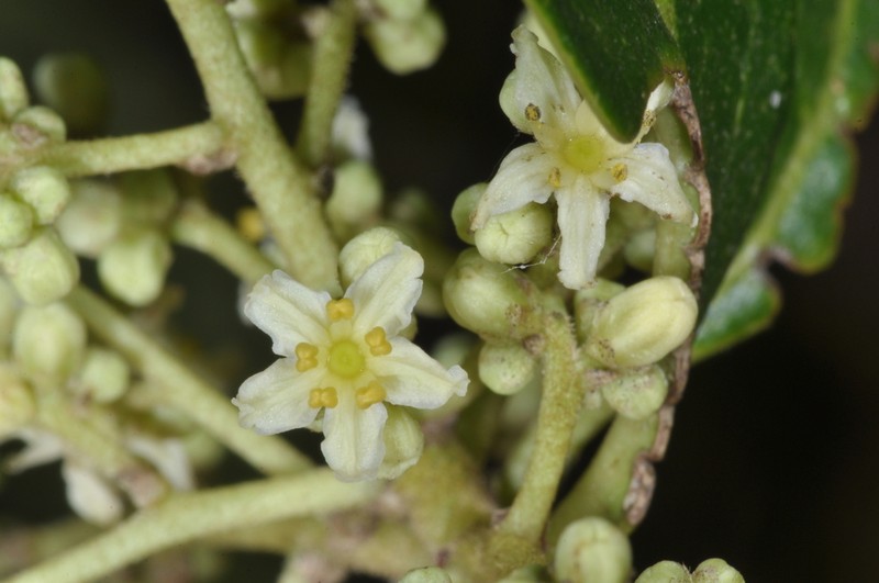 Ocotea porphyria photo 6