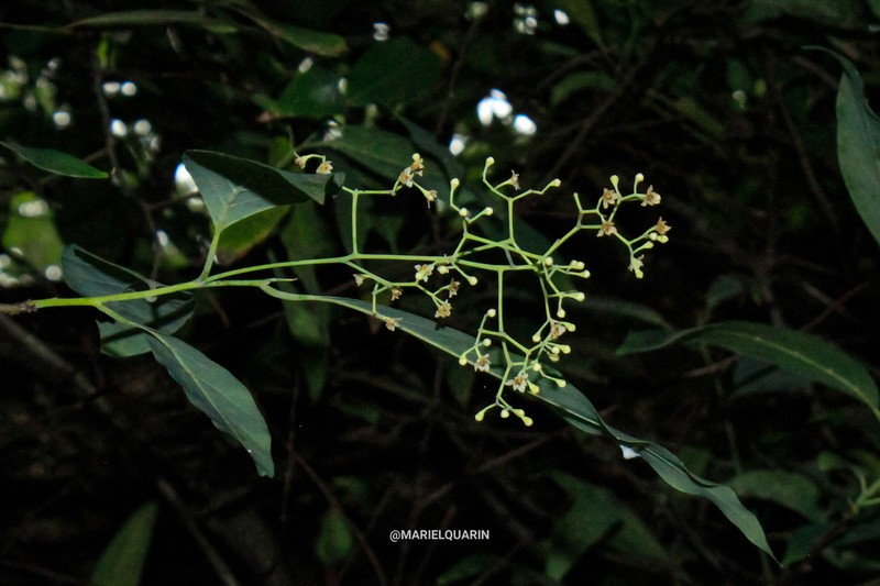 Ocotea porphyria photo 7