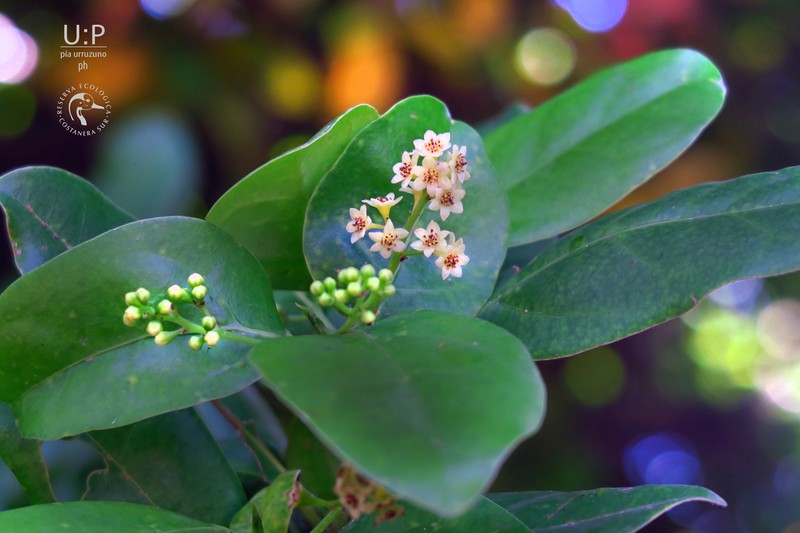 Ocotea porphyria photo 8