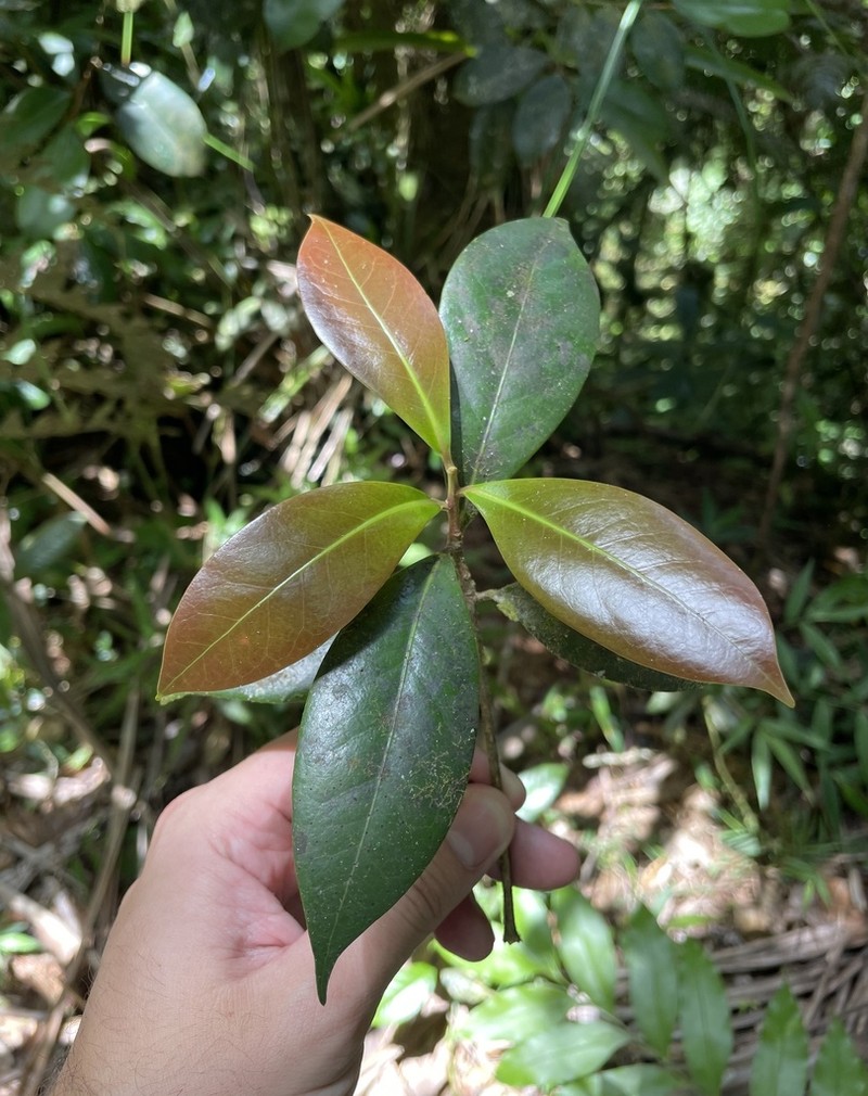 Laurel De Paloma photo 2