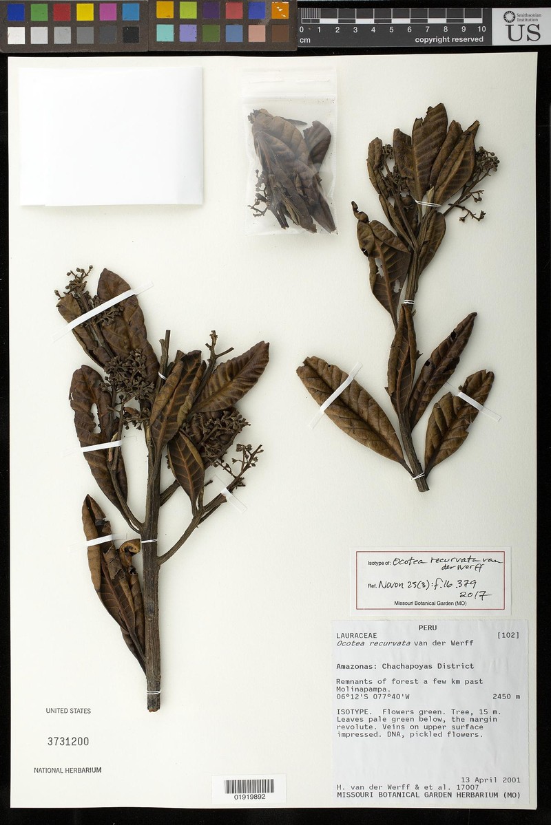 Ocotea recurvata