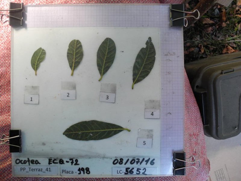 Ocotea sacculifera