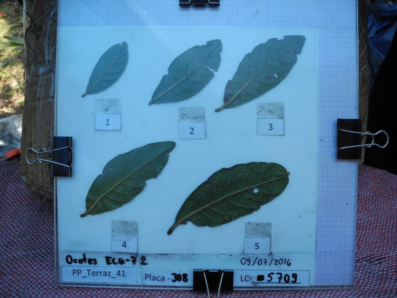Ocotea sacculifera photo 2