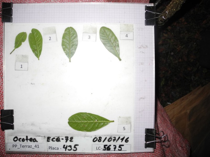 Ocotea sacculifera photo 3