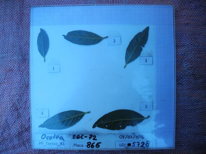 Ocotea sacculifera photo 4