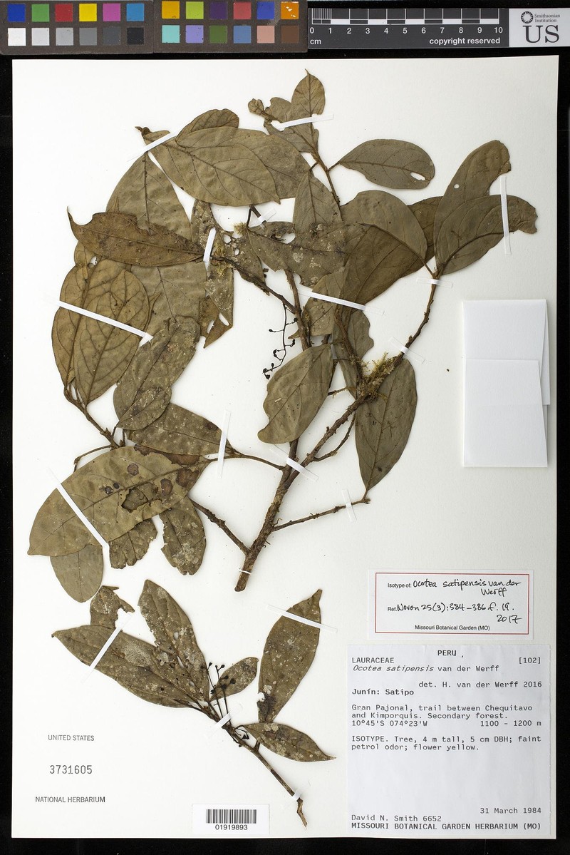 Ocotea satipensis