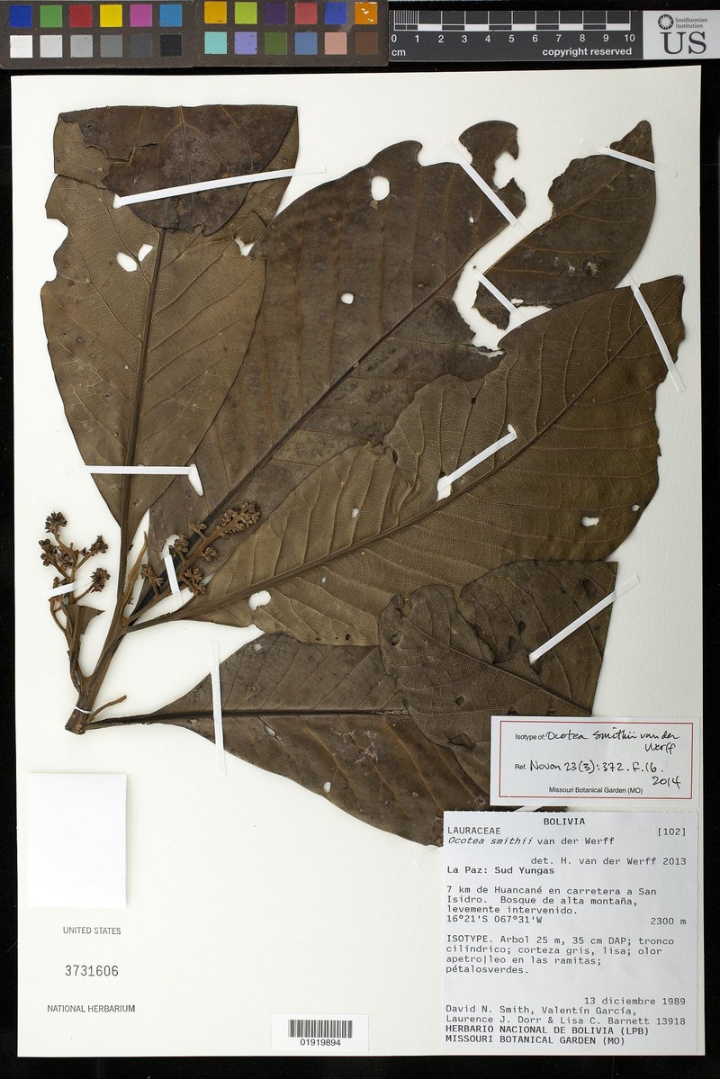 Ocotea smithii