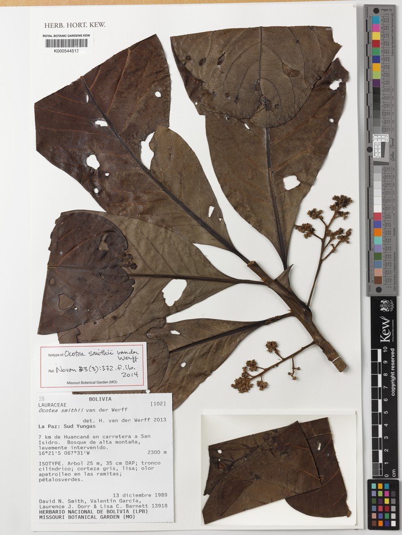 Ocotea smithii photo 2