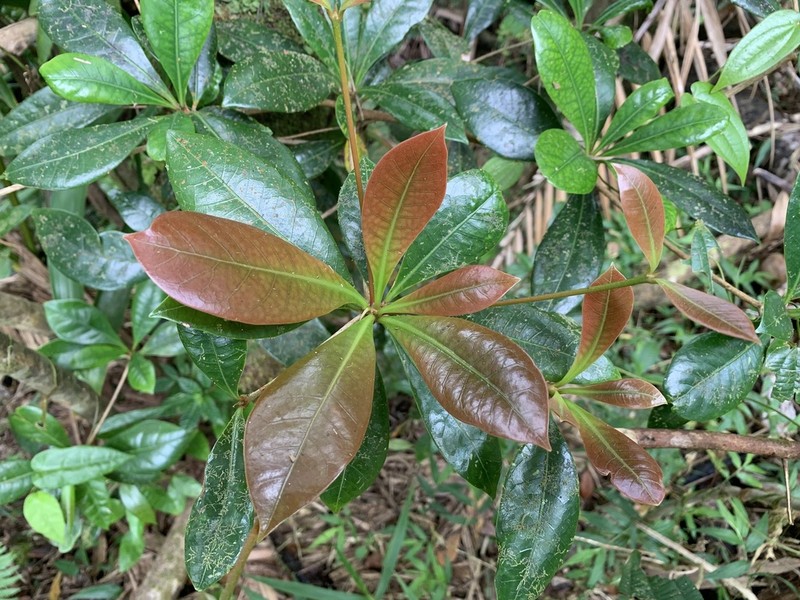 Nemoca Cimarrona photo 2