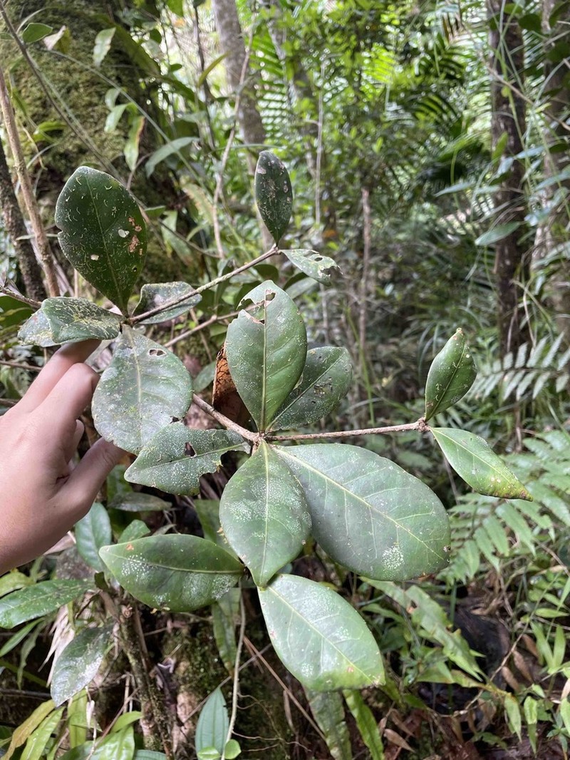 Nemoca Cimarrona photo 3