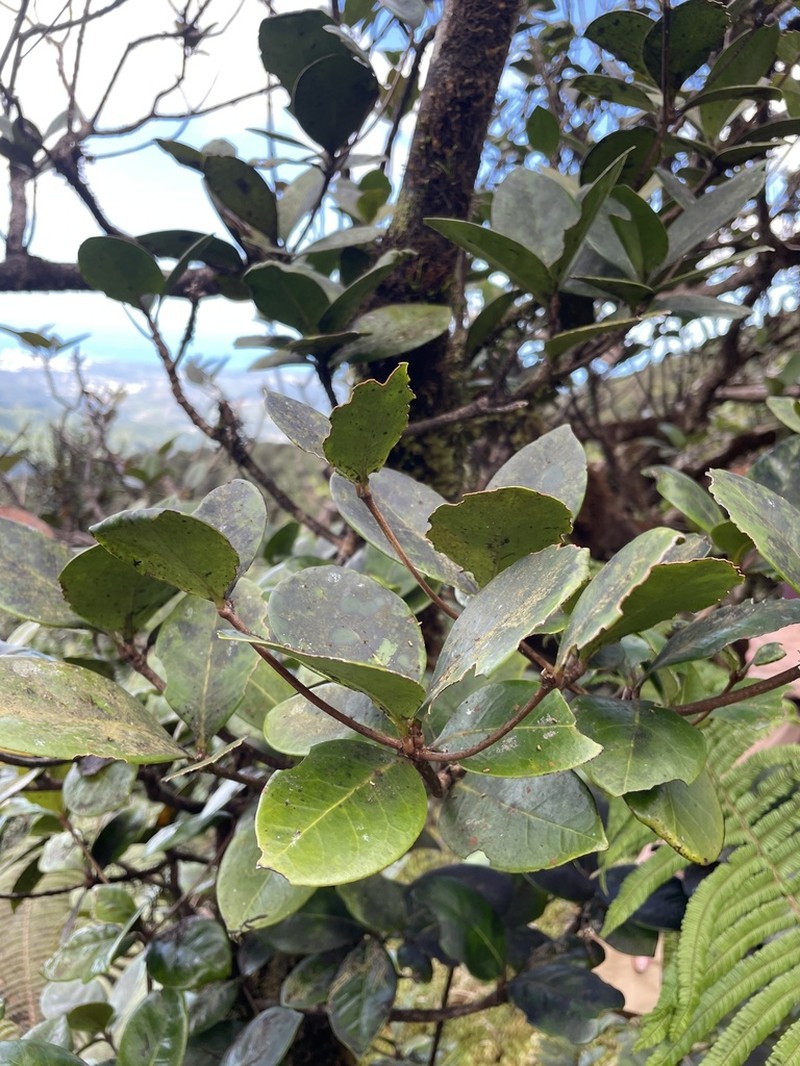 Nemoca Cimarrona photo 5